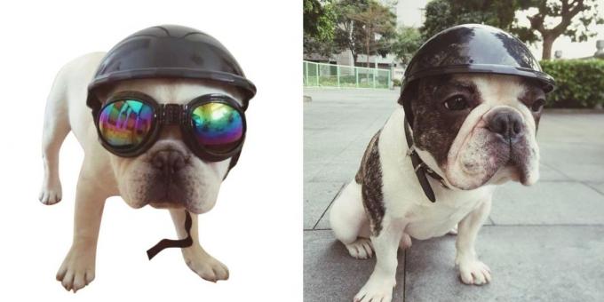 capacete cão