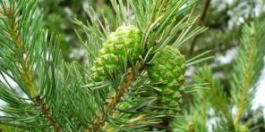 Como cozinhar o atolamento de cones - sobremesa saudável com cheiro de floresta