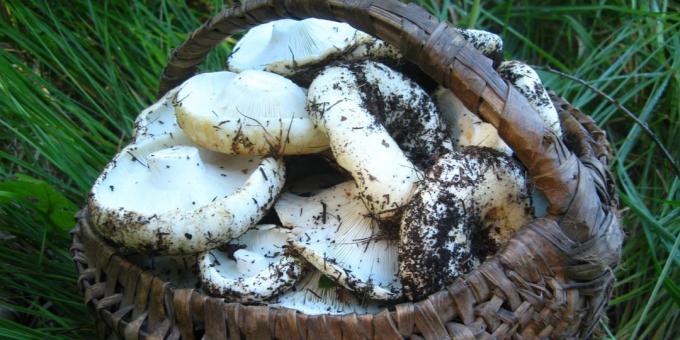 Cogumelos em uma cesta