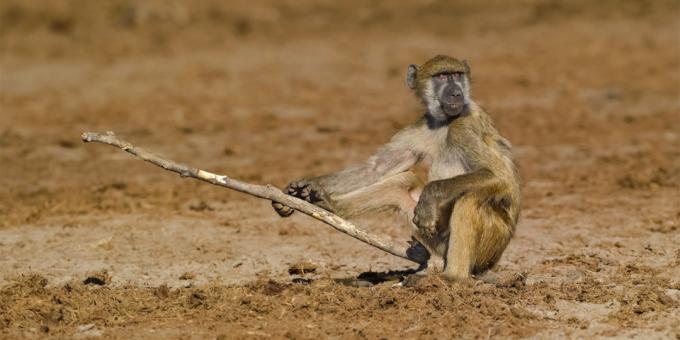 Maioria das fotos ridículas de animais - um macaco com uma vara