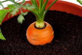 Mini-jardim no apartamento: como crescer vegetais, ervas e até mesmo morangos em casa