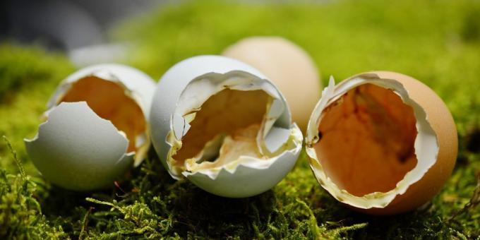 Os alimentos ricos em cálcio. casca de ovo