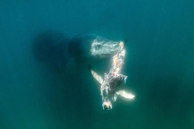 Antártica: foto de uma foca-leopardo