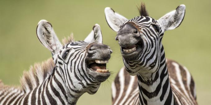 Maioria das fotos ridículas de animais - zebra