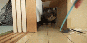 5 razões pelas quais os gatos tanto como uma caixa