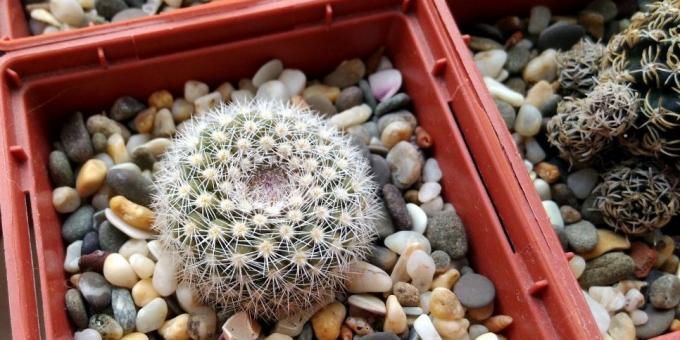 Como cuidar de cactos: Pot para cactus