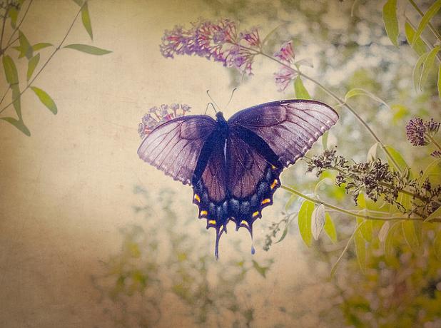 Como é belo para fotografar uma borboleta