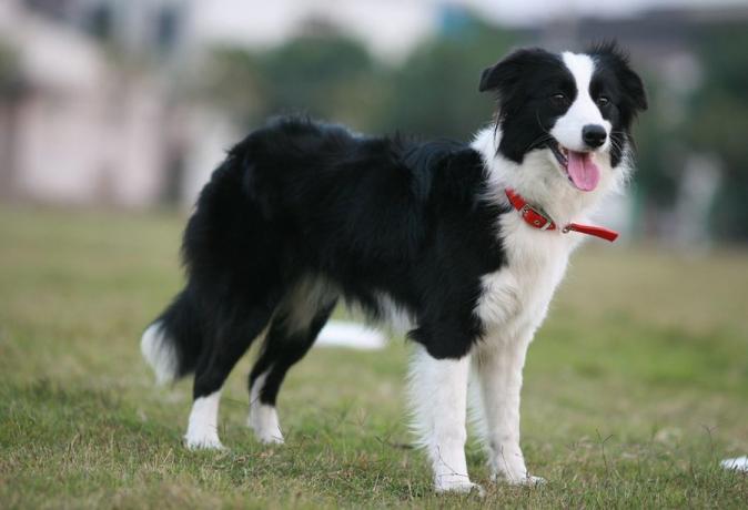 Top 10 a maioria das raças de cães inteligentes: Border Collie