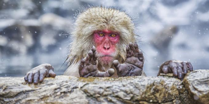 Maioria das fotos ridículas de animais - macacos