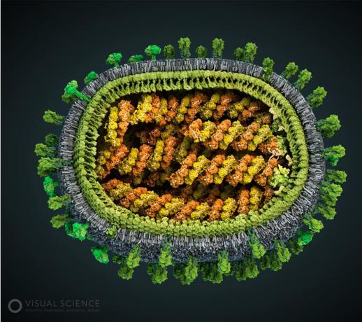 Modelo do vírus da gripe
