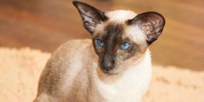 Gato siamês: descrição da raça, caráter e cuidados