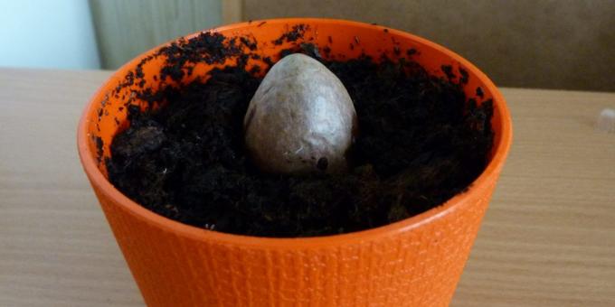 Como cultivar um abacate de uma pedra: A pedra no pote