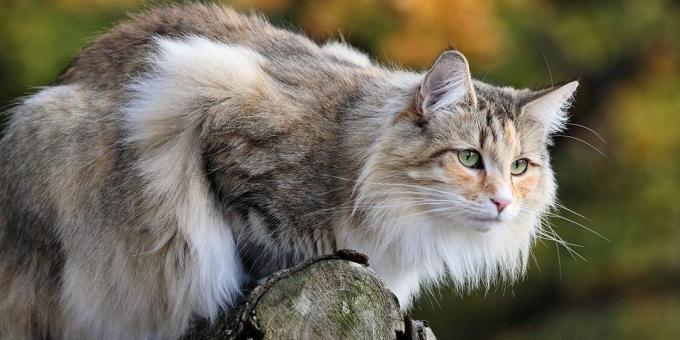 Grandes raças de gatos: norueguês da floresta