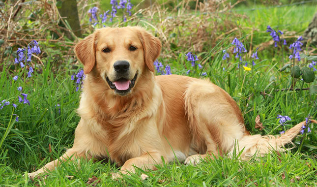 Top 10 a maioria das raças de cães inteligentes: Golden Retriever