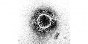 Quanto tempo vai durar a imunidade ao novo coronavírus?