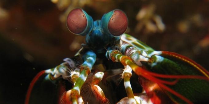 Animais incomuns: camarão mantis (Squilla mantis)