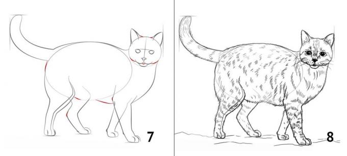 Como desenhar um gato