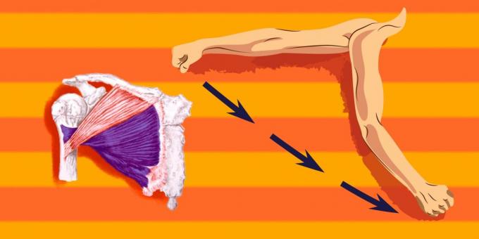 Exercícios sobre os músculos peitorais: para carregar mais do que a parte inferior do músculo peitoral, você tem o estipulado em direção ao ombro para traduzir para a frente e para baixo