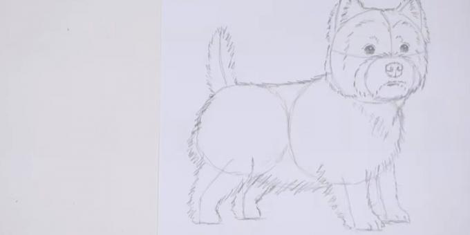 Desenhar o corpo e cauda do cão