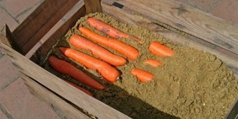 Como armazenar cenouras nas caixas: Alterne camadas até o final da cenoura