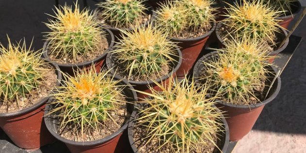 Suculentas: Echinocactus