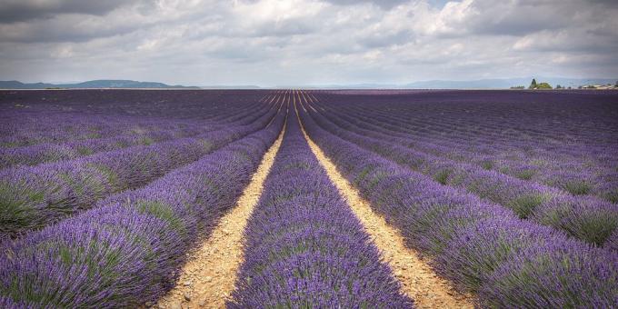 Para onde ir na Europa: Campo da alfazema, Provence, França