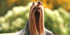 Todo o Yorkshire Terrier: Descrição da raça, cuidado, caráter, comida