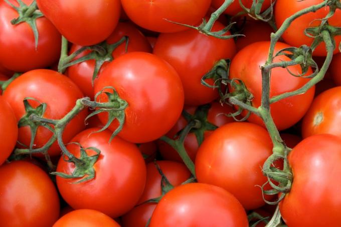 produtos úteis: tomates