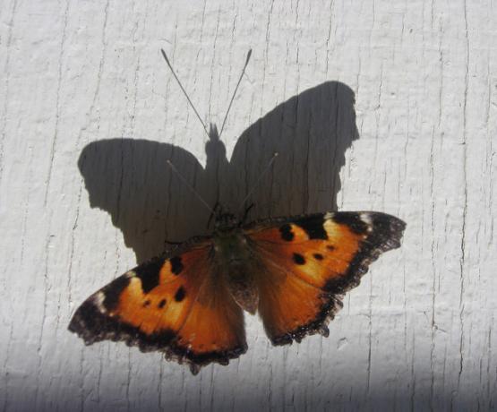 Borboleta lança uma sombra