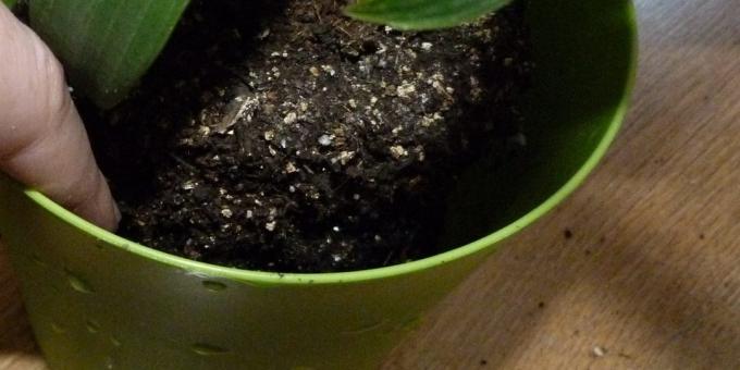 Como repot as plantas de interior: Mover-se em um vaso novo, no fundo da qual argila expandida e um pouco de terra