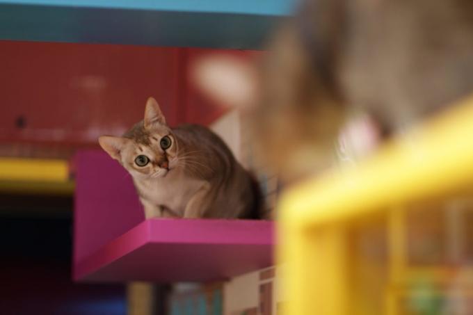 raças de gatos inteligentes: Singapura