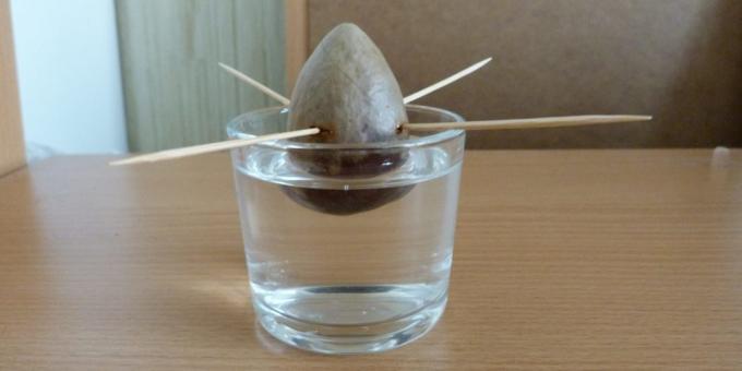 Como cultivar um abacate de uma pedra: A pedra na água