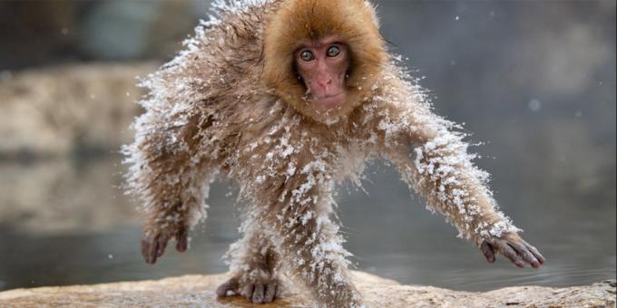 Funniest fotos animais - macaco congelado