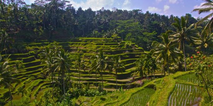 território asiático conscientemente atrai turistas: terraços de arroz Tegallalang, Indonésia