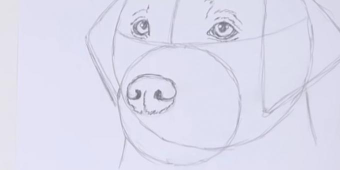 Desenhe o nariz do cão