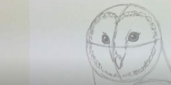 Como desenhar uma coruja: retrate o bico e o disco facial