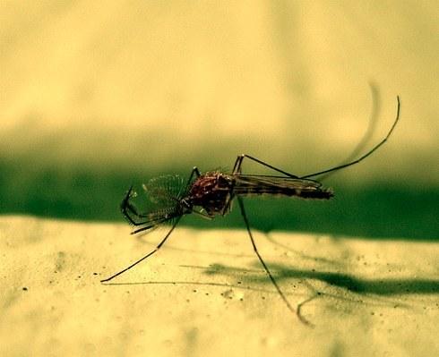 remédios populares contra mosquitos, conselhos sobre como se proteger de insetos