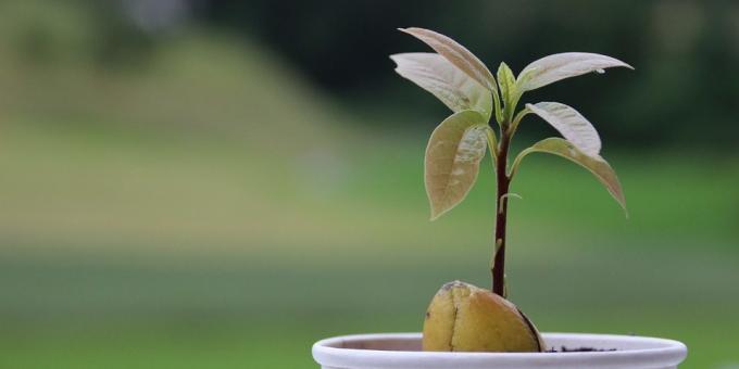 Como cultivar um abacate de uma pedra: Tiros