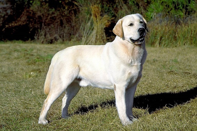 Top 10 a maioria das raças de cães inteligentes: Labrador Retriever