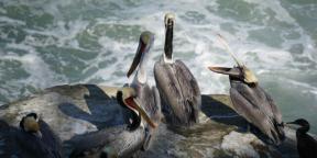 Birdwatching traz alegria, como ioga ou meditação no parque: entrevistas com observadores de pássaros Roma Heck e Mina Milk