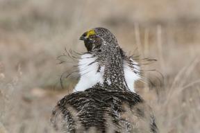 "Agora um pássaro vai voar": 10 melhores fotos do concurso National Audubon Society
