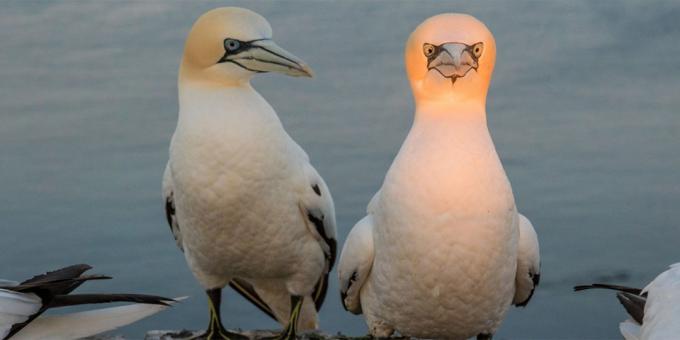 Maioria das fotos ridículas de animais - um pássaro com uma cabeça luminosa
