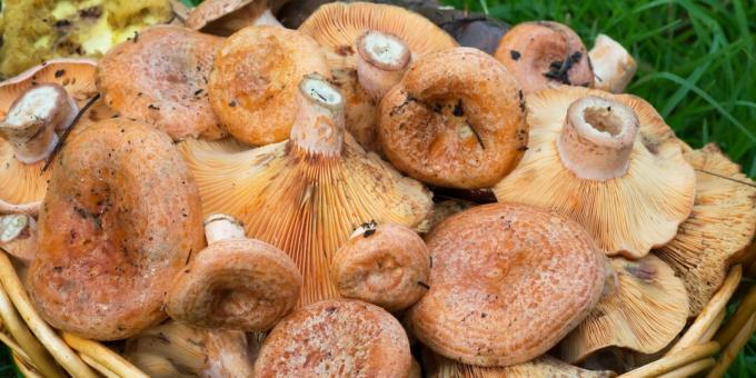Como e quanto cozinhar cogumelos: cogumelos crus