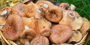 Como e quanto cozinhar cogumelos