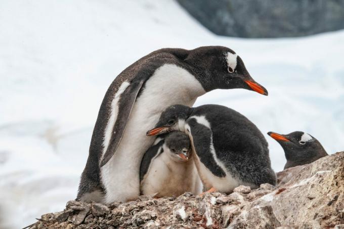 Antártica: fotos de pinguins