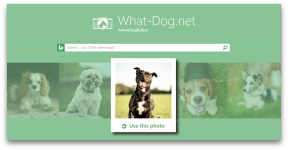 Fetch - a inovação da Microsoft, que vai pegar o seu cão em sua foto