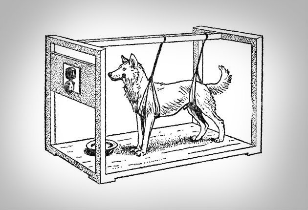 Cão de Pavlov e a resposta à chamada