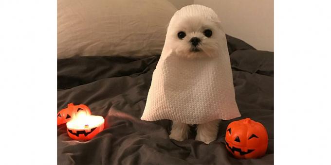 traje do cão de Halloween