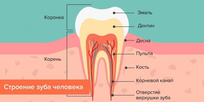 Onde é que a cárie: Estrutura do dente humano