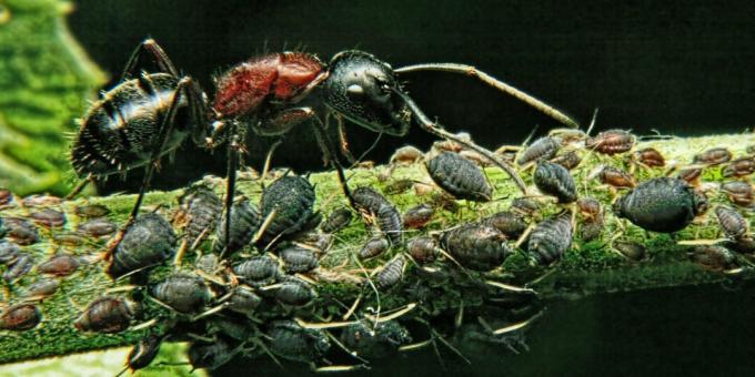Equívocos e fatos interessantes sobre os animais: a criatura mais poderosa do mundo é a formiga
